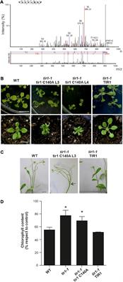 S-Nitrosation of E3 Ubiquitin Ligase Complex Components Regulates Hormonal Signalings in Arabidopsis